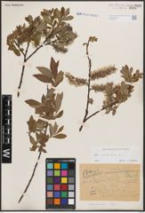 Foto von Salix cinerea L.